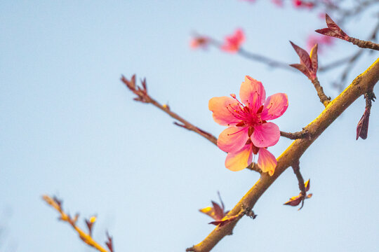 粉色桃花盛开