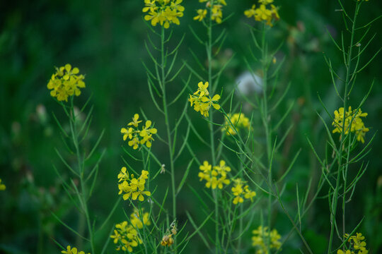 油菜花