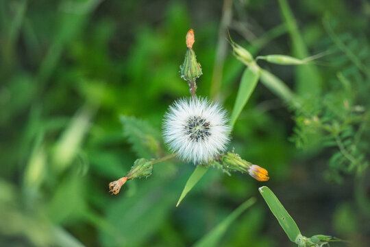 滇苦菜绒花