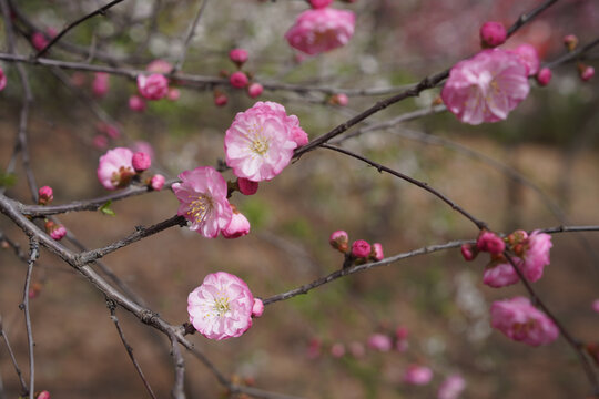 桃花