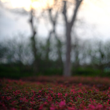 红继木花