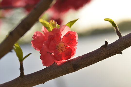 桃花