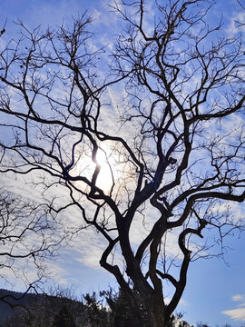 树枝是天空的脉络