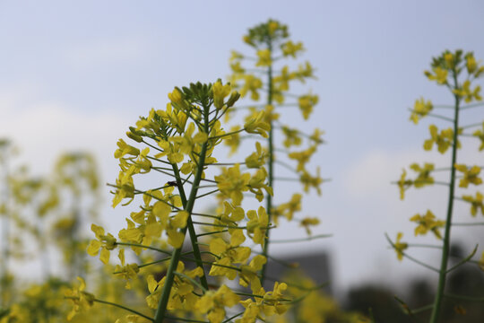 油菜