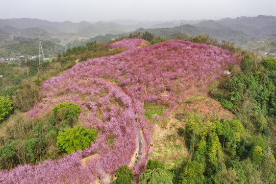 十里梅林