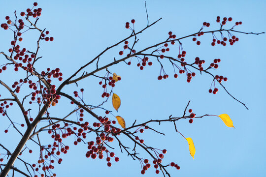 树枝红色果实秋叶