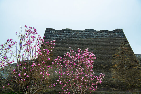 玉兰花与古城墙