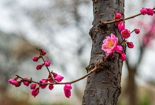 梅花