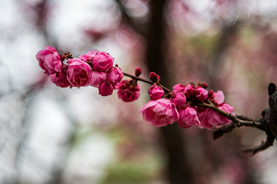 梅花