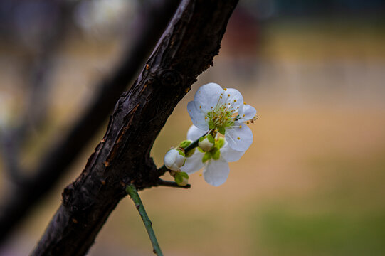 梅花