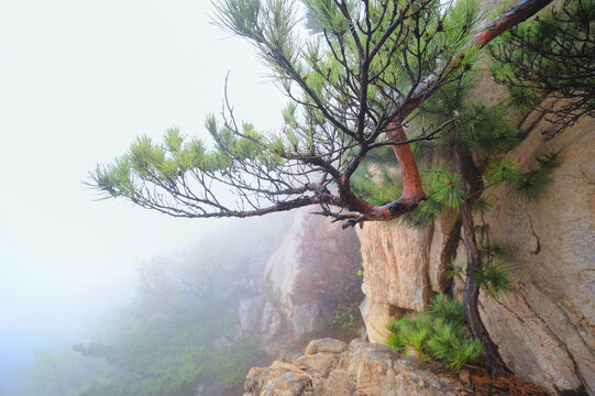 黄山松