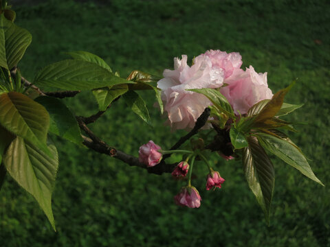 樱花