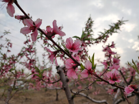 桃花