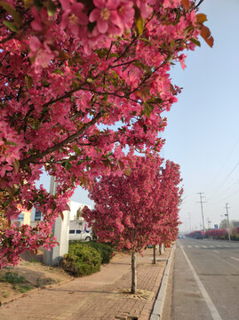 海棠花