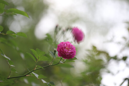 蔷薇