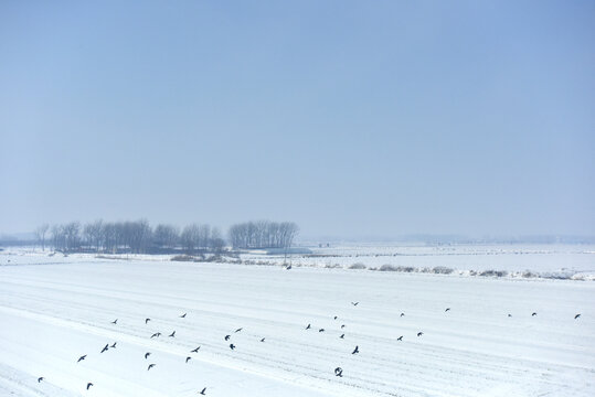 雪地上方的群鸟