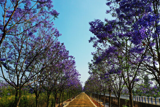 蓝花楹小道