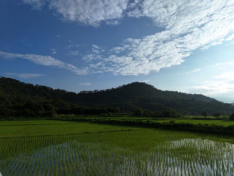 山区稻田