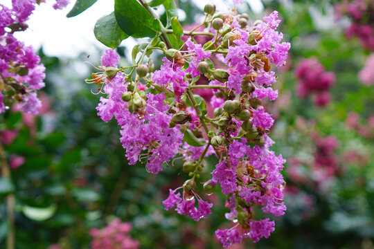 紫薇花