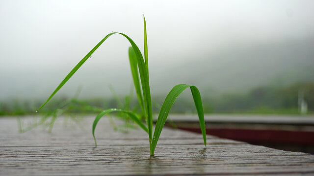 雨中青草
