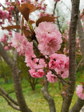 东京樱花