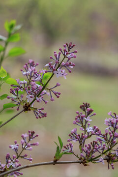 丁香花