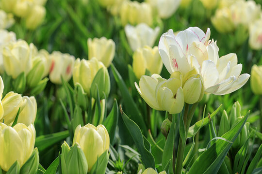 郁金香花