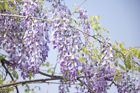 紫藤萝花枝