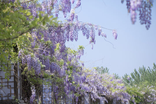 紫藤萝花海