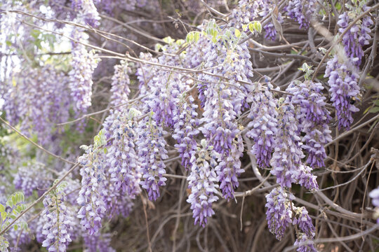 紫藤萝开花