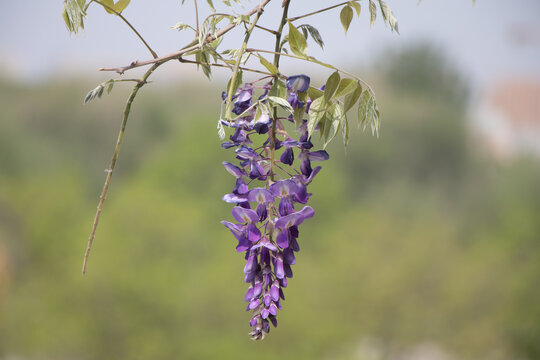 紫藤萝花朵