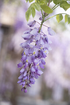 紫藤萝花开