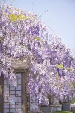 紫藤萝花树