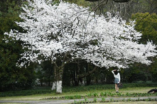 樱花