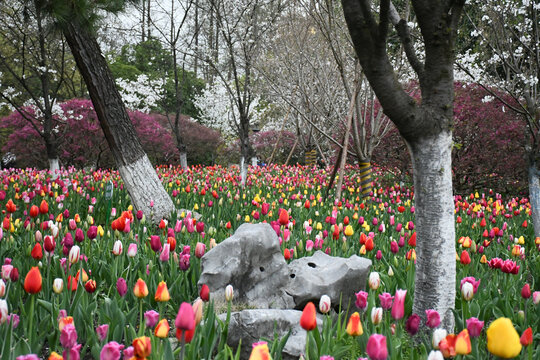 郁金香花海