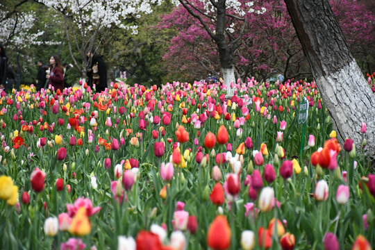 郁金香花海