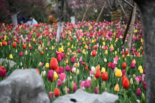 郁金香花海