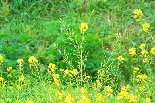 油菜花