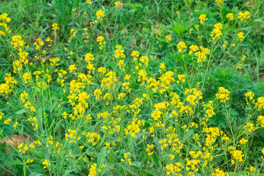 油菜花特写