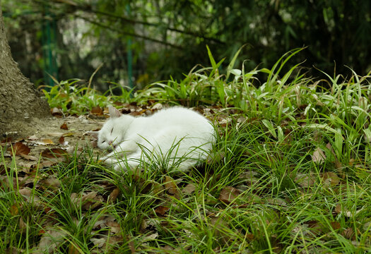 熟睡的猫咪