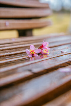 长椅上的樱花