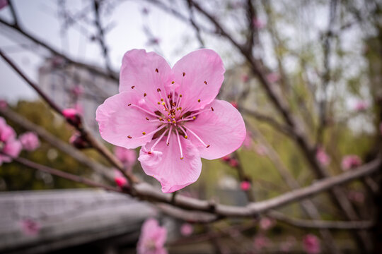 春天野外桃花特写