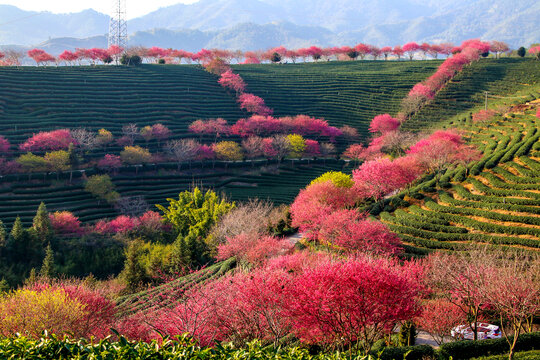 樱花茶园