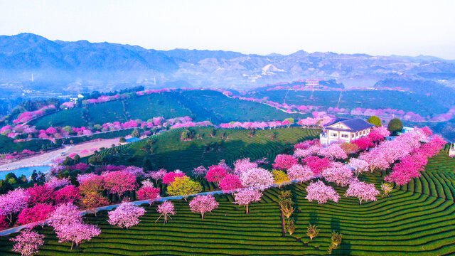 樱花茶园风貌