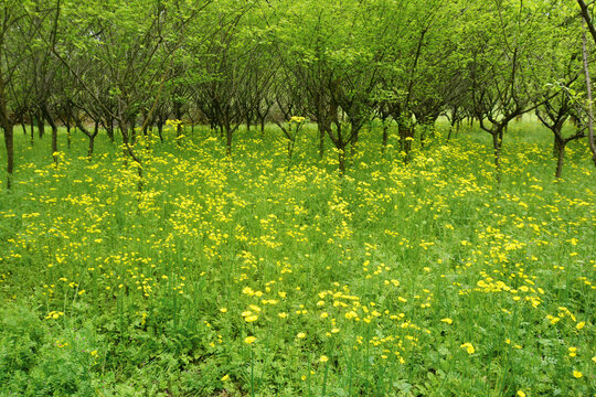 野菊花