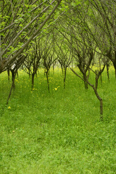 春天小树林