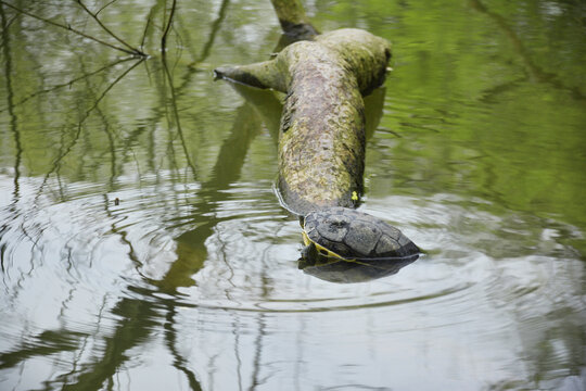 露出水面的乌龟