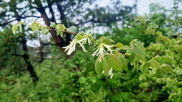 檵木花