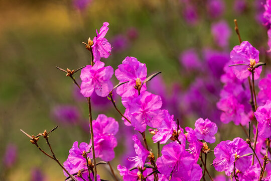 杜鹃花