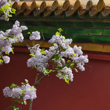 北京景山丁香